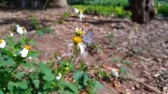 Megisba malaya sikkima