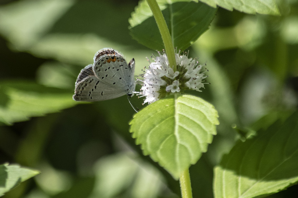 Eastern Tailed Blue From Upper Nyack NY USA On August 26 2023 At 03   Large 