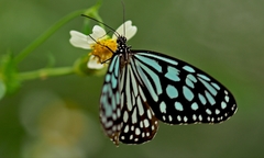 Ideopsis similis persimilis