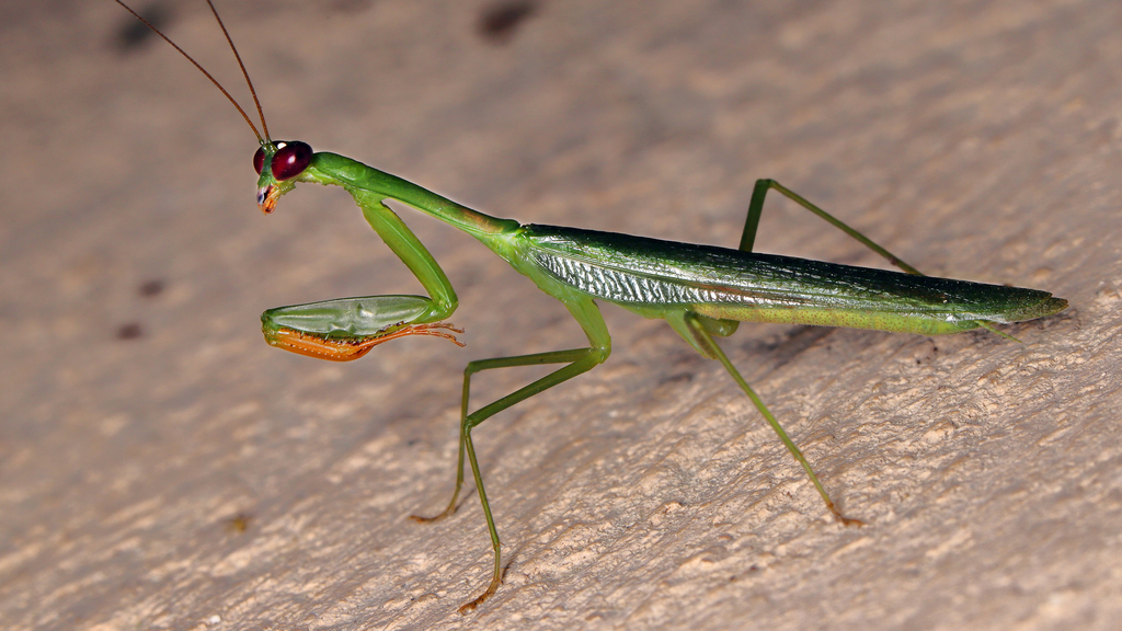 Parviletum