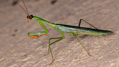 Stagmomantis fraterna