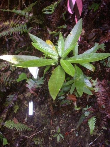 Viola lanaiensis observed 2006-08-15