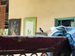 Sporophila schistacea