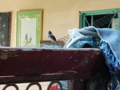 Sporophila schistacea