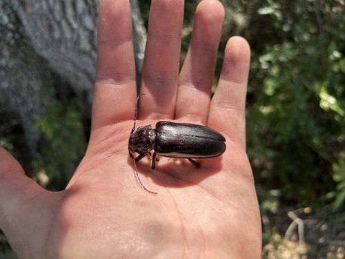 Live-oak Root Borer photo 4