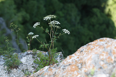 Kitagawia terebinthacea