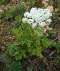 Kitagawia terebinthacea