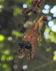 Arachnura scorpionoides