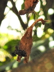 Arachnura scorpionoides