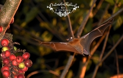 Cynopterus brachyotis