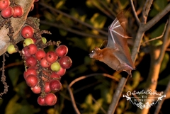 Cynopterus brachyotis