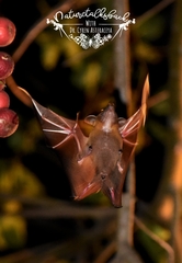 Cynopterus brachyotis