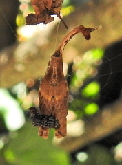 Arachnura scorpionoides