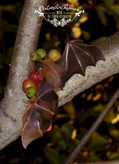 Cynopterus brachyotis