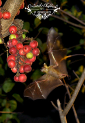 Cynopterus brachyotis