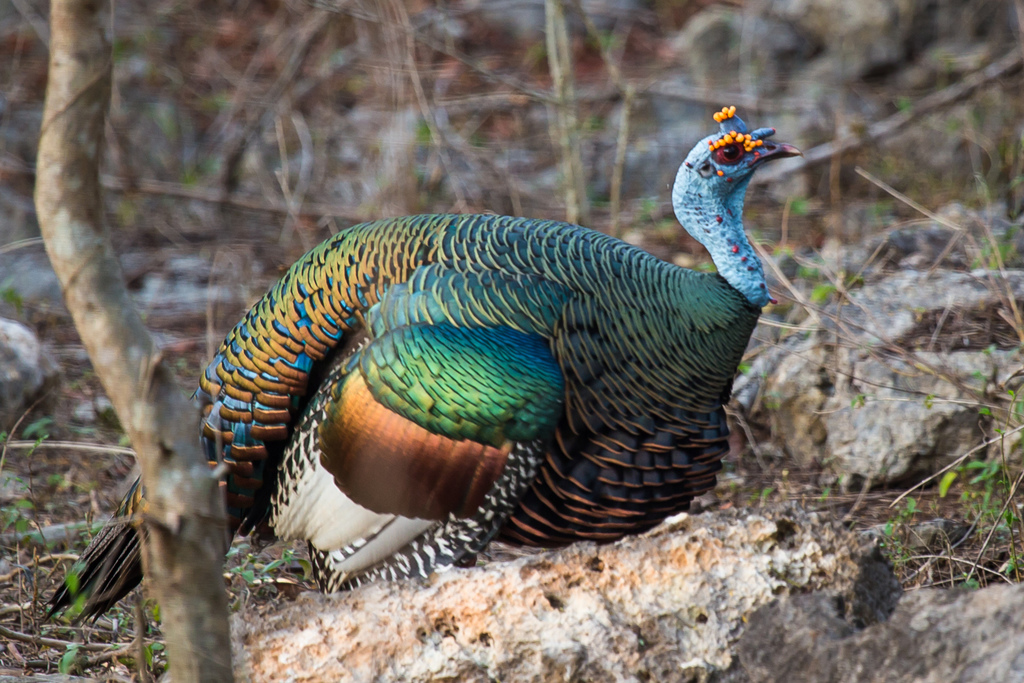 Turkeys