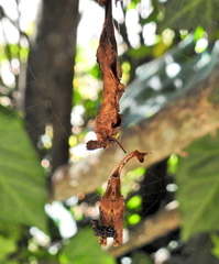 Arachnura scorpionoides