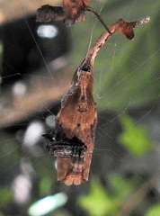 Arachnura scorpionoides
