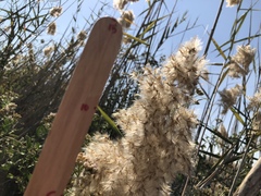 Phragmites australis