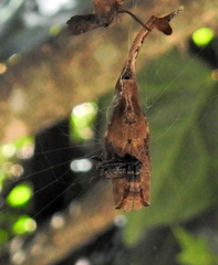 Arachnura scorpionoides