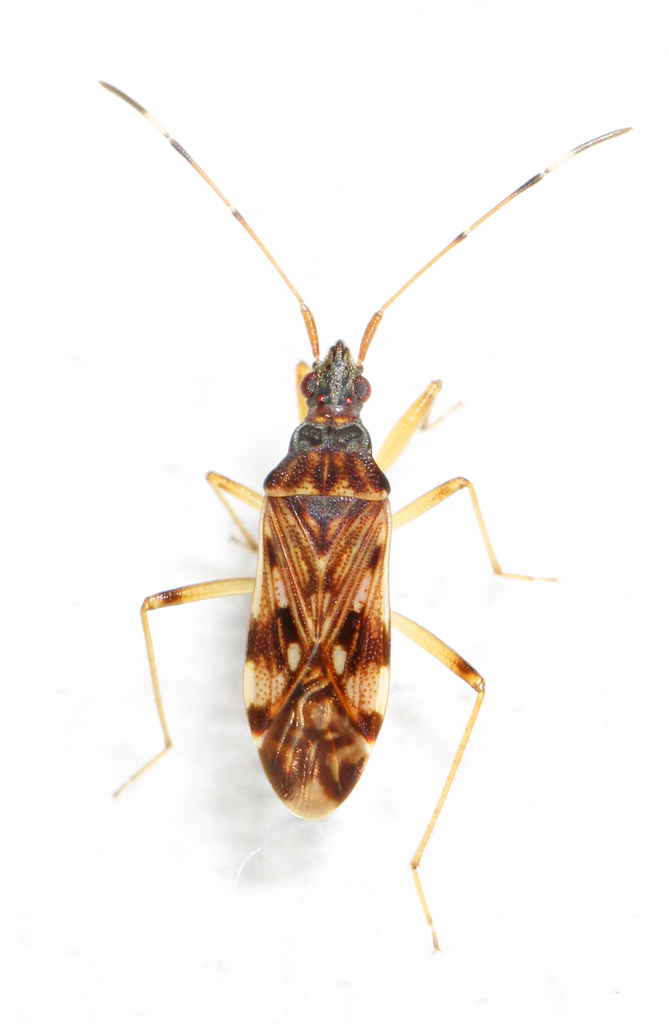 Ozophora picturata