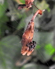Arachnura scorpionoides