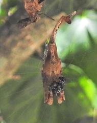 Arachnura scorpionoides