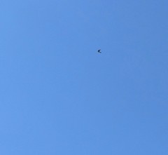 Falco sparverius