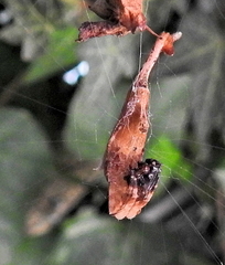 Arachnura scorpionoides