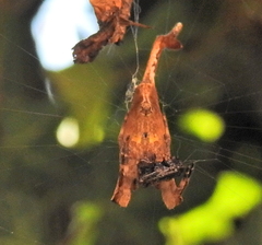 Arachnura scorpionoides