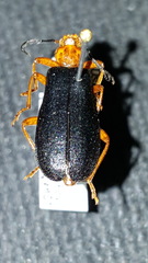 Neopyrochroa flabellata