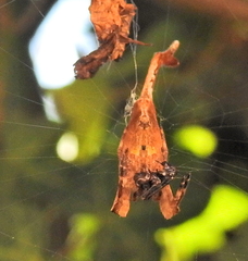 Arachnura scorpionoides