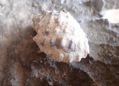 Plicopurpura patula
