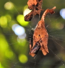 Arachnura scorpionoides