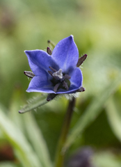 Campanula uniflora