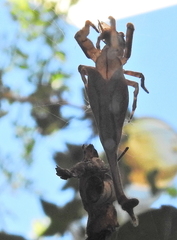 Arachnura scorpionoides