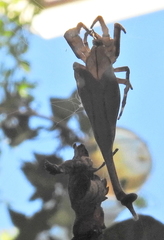 Arachnura scorpionoides
