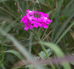 Glandularia delticola
