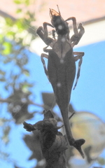 Arachnura scorpionoides