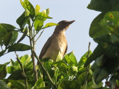 Turdus hauxwelli