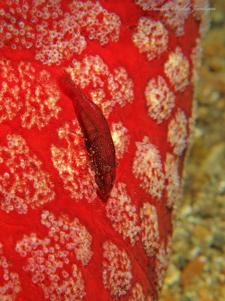 Zenopontonia noverca