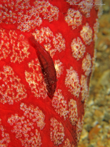 Zenopontonia noverca