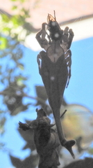 Arachnura scorpionoides