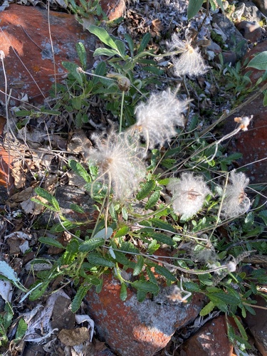 Dryas grandis (Dryas grandis)