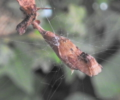 Arachnura scorpionoides