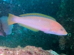 Chameleon Wrasse photo 3