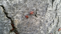 Pyrrhocoris apterus