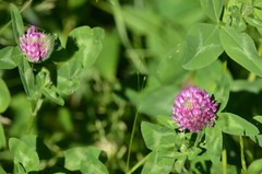 Trifolium pratense