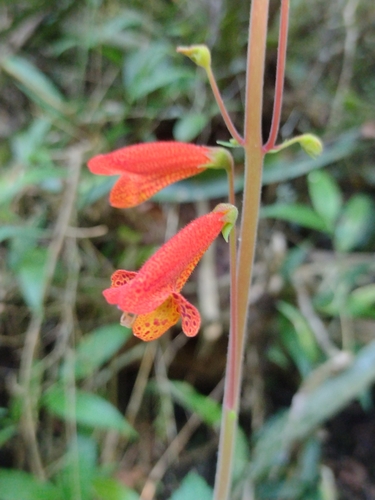 Sinningia nordestina