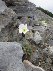 Papaver alpinum alpinum